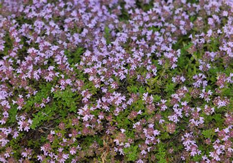 The Healing Power of Creeping Wild Thyme Essential Oil